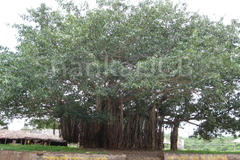 Ficus benghalensis
